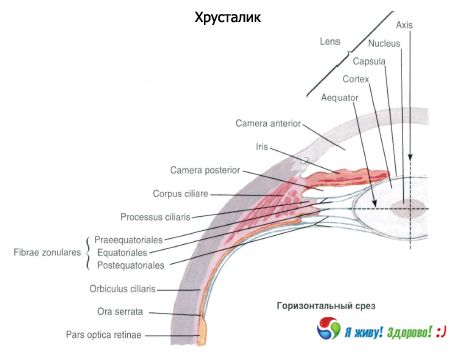 Kristalna leča. Struktura kristalne leče.