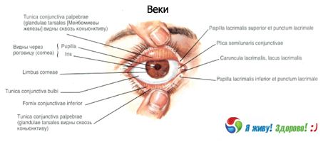 Veke